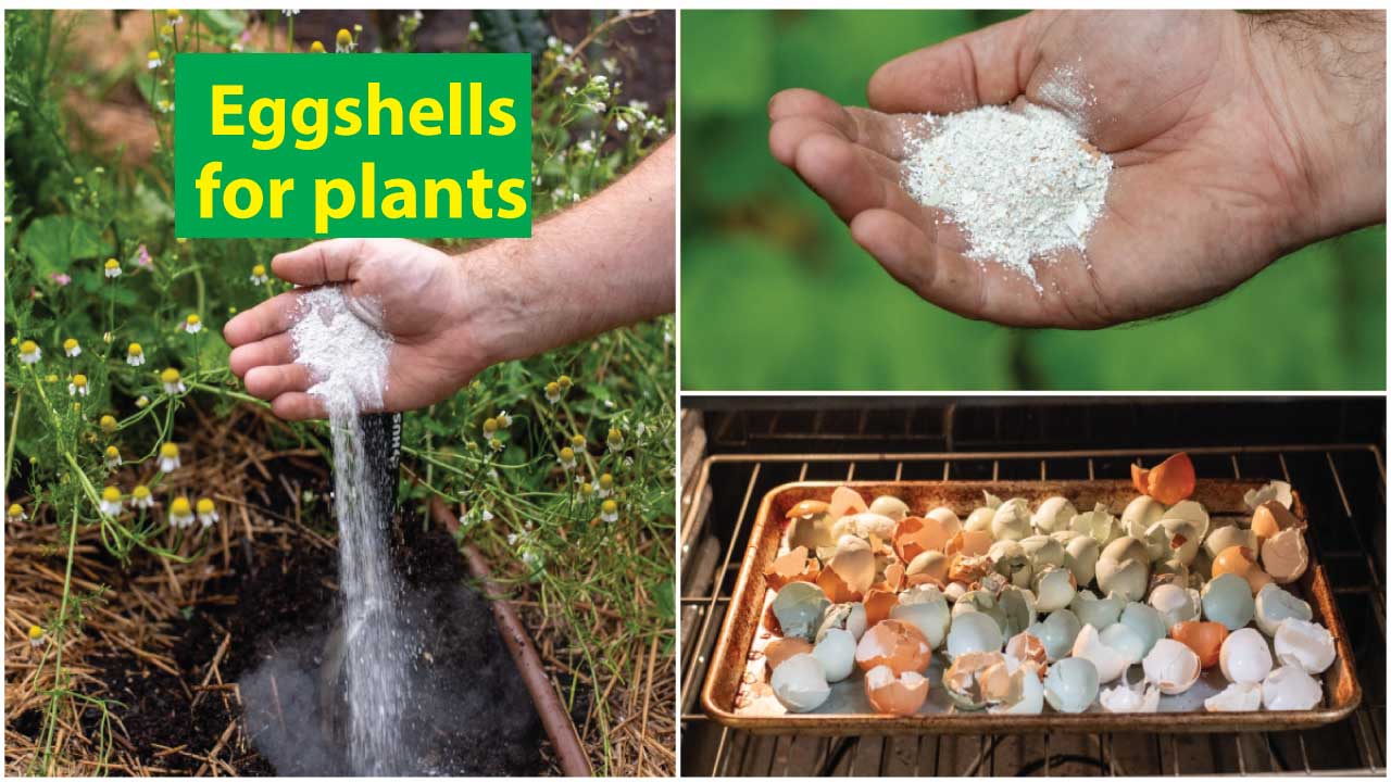 eggshells for plants