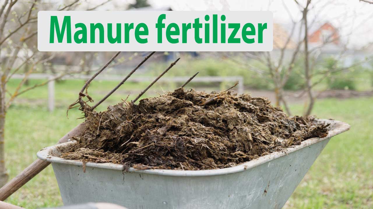 Manure fertilizer