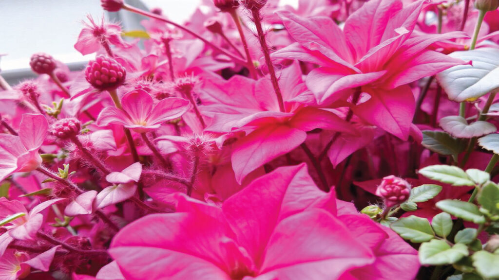 Plant Problem Diagnosis Symptoms Signs Organic Gardener Tips