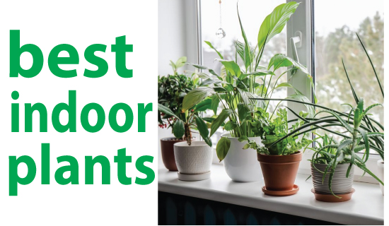 Indoor Plants