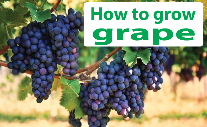 how to grow grape